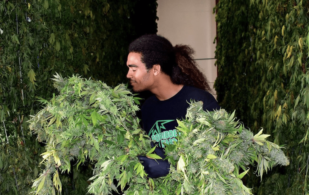 The Mimosa Strain: a Cocktail-like experience