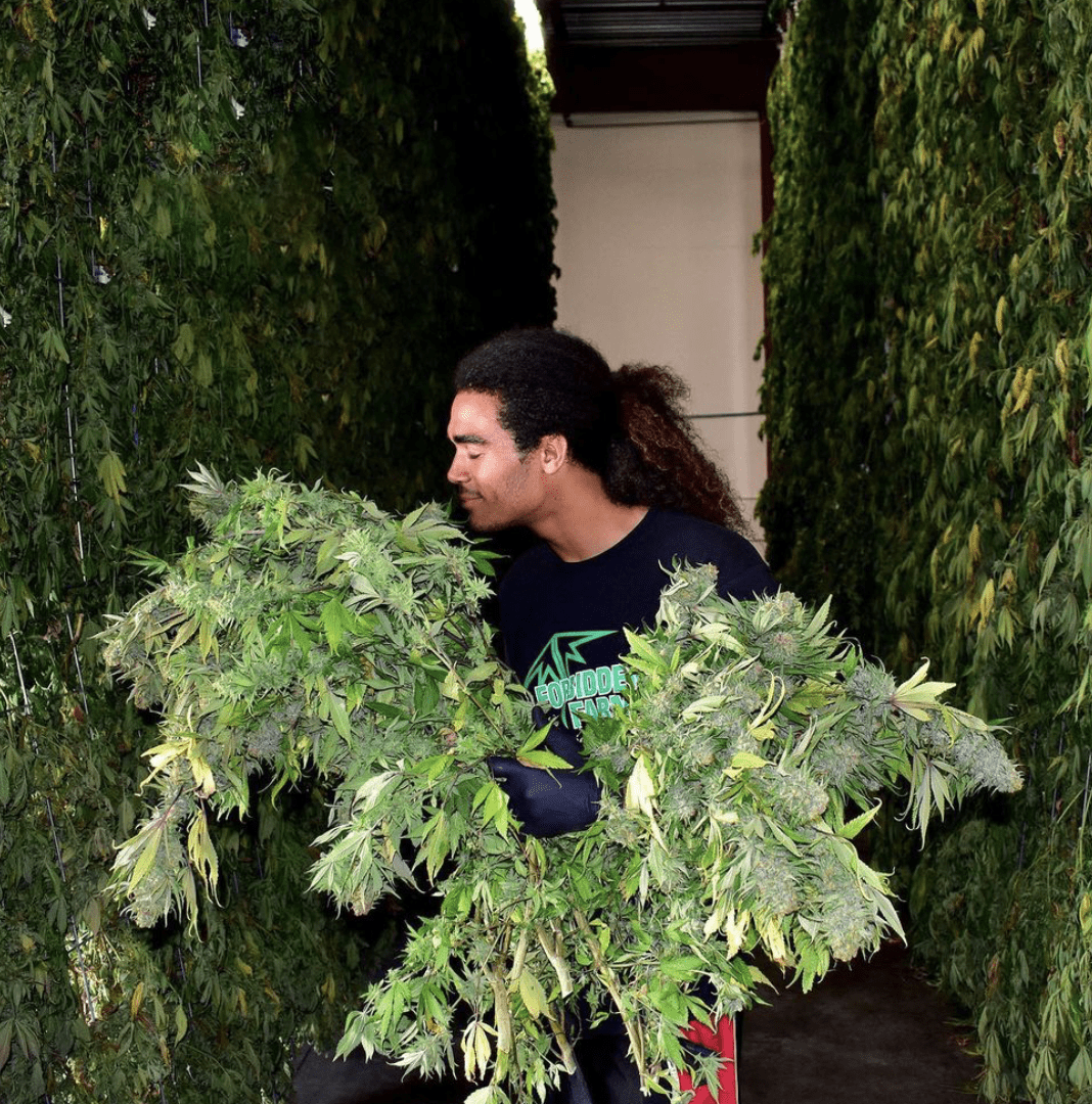 Mimosa Strain Forbidden Farms