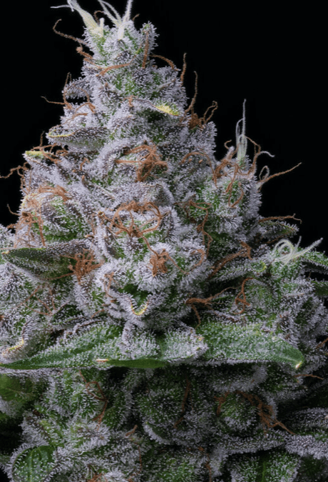 Best New Flower Brands To Try