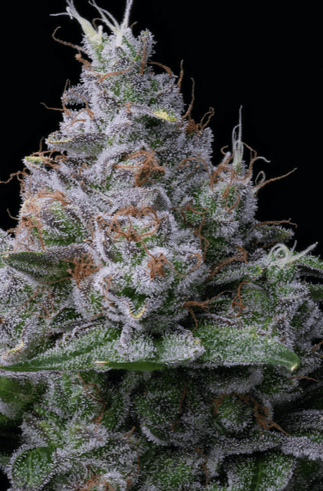 cannabis flower brands to try in 2022