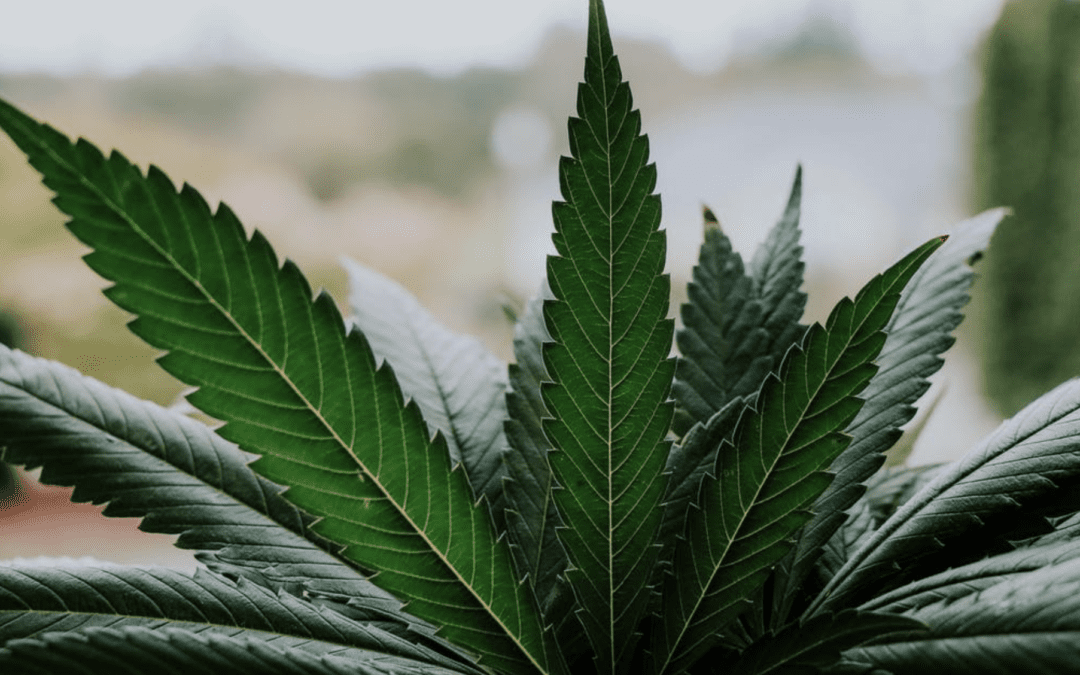 5 Exotic Cannabis Brands for Sale at Kush21