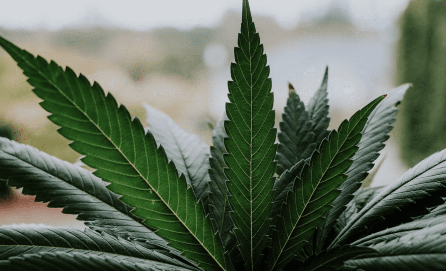 exotic cannabis brands in washington at kush21