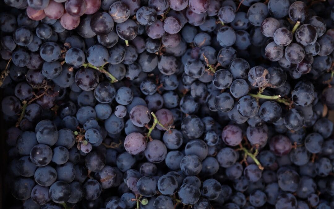 Grape Ape Strain by Artizen Cannabis: A Pure Indica