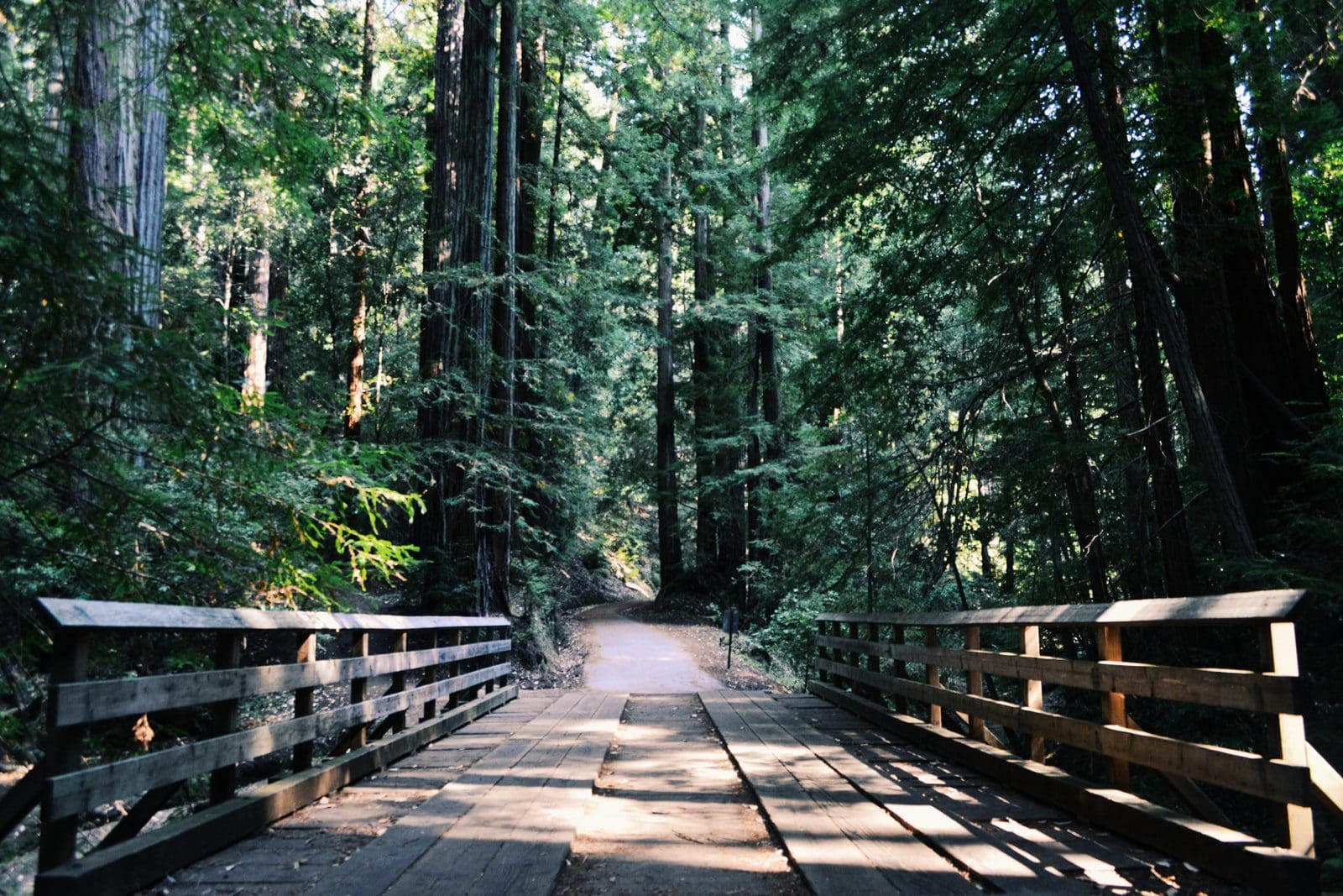Photo by Amos Gwa brown wooden bridge beside green leafed trees during daytime