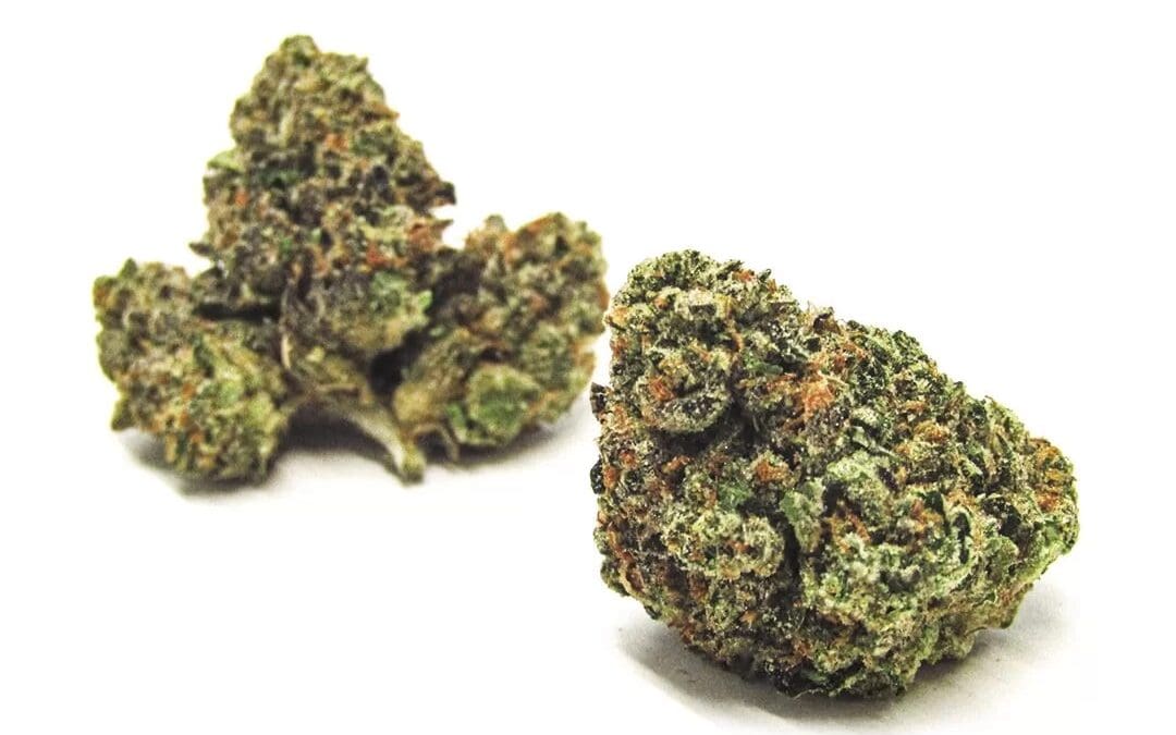 Jealousy Strain Is Giggly And Soothing For The Soul