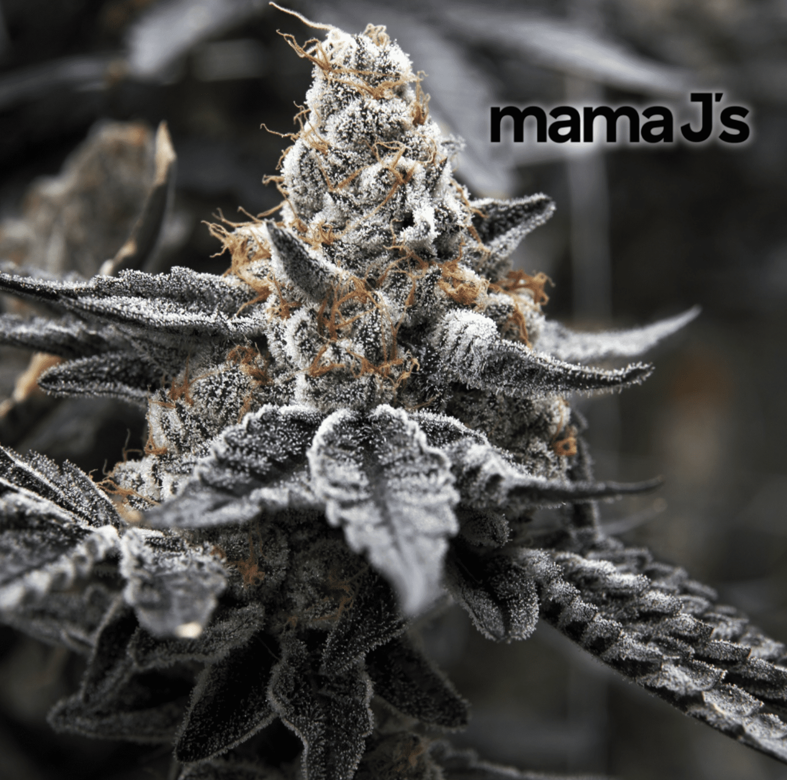 Exploring the Next Evolution of Cannabis Tech with Mfused & Super Fog | Kush21 Exploring the Next Evolution of Cannabis Tech with Mfused & Super Fog | Kush21