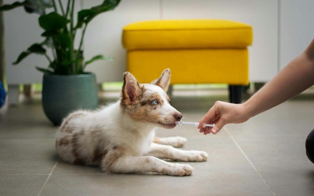 CBD for Dogs: A Modern Solution for Your Furry Friend’s Wellness