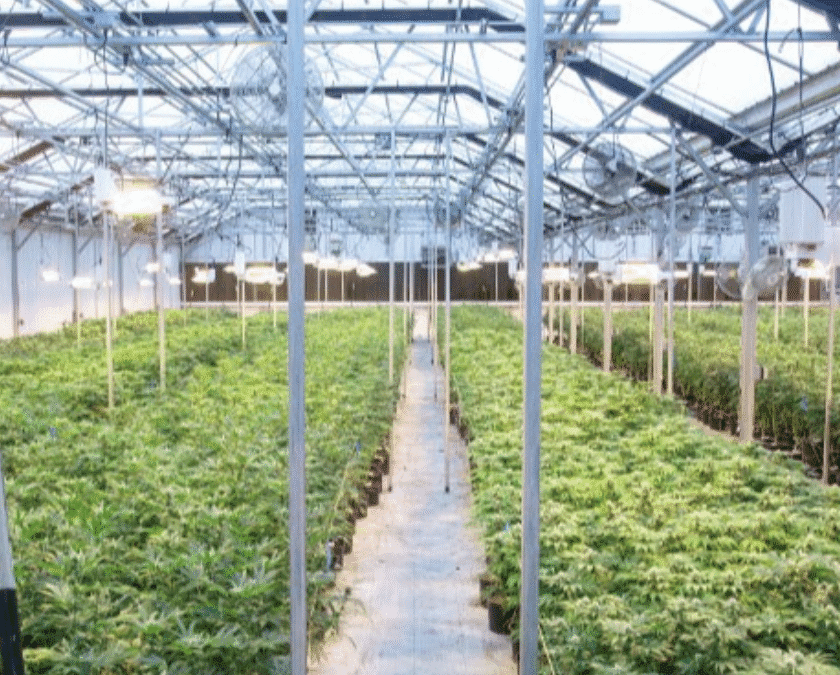 From the Soil: Regenerative, Living-Soil Cannabis Done Right